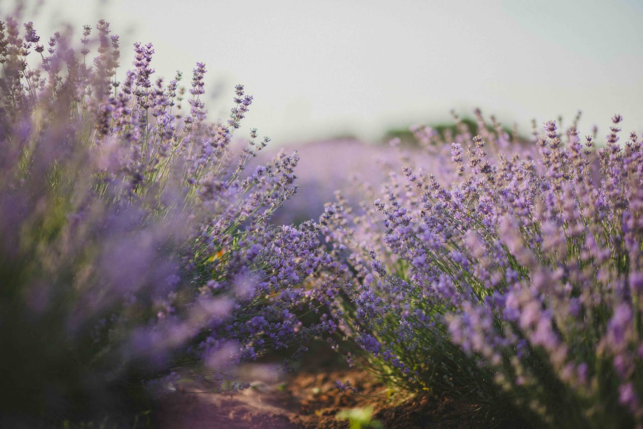 services-bg Explore the tranquil beauty of a lavender field in full bloom under the daylight.