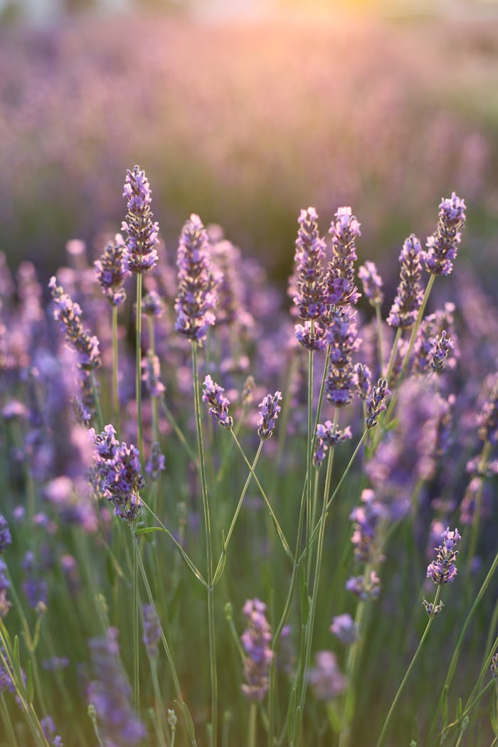 services-02 Beautiful lavender field in bloom during sunset, capturing vibrant purple hues and serene ambiance.