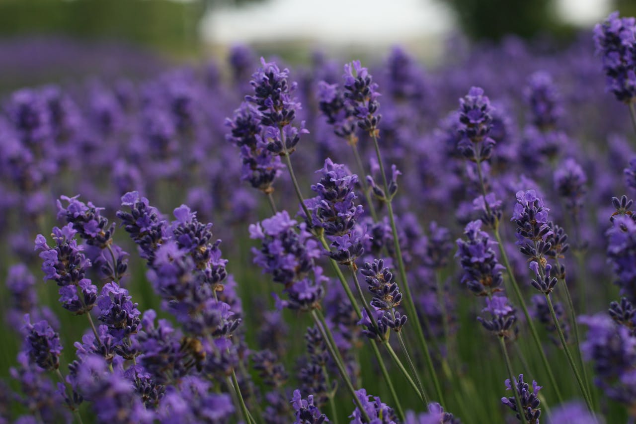 services-03 Stunning lavender fields in bloom, showcasing the vivid purple hues of Provence, France.