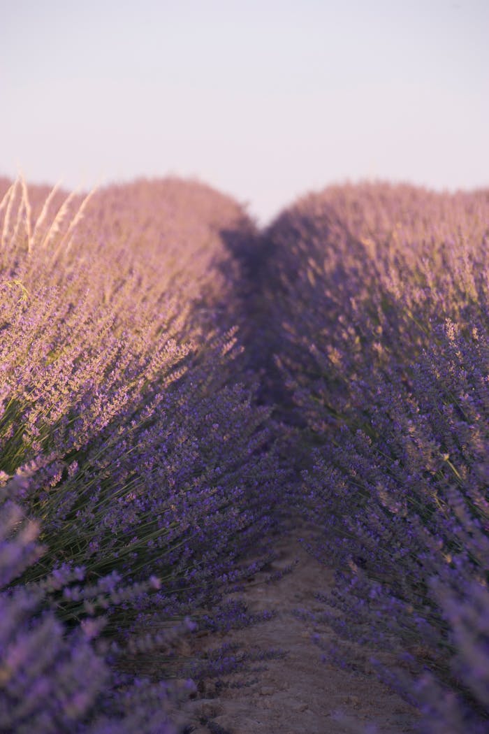 services-01 A serene lavender field under a gentle evening light, capturing nature's tranquility.
